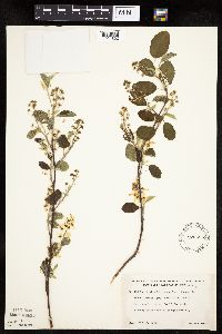 Amelanchier sanguinea image