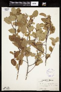 Amelanchier sanguinea image
