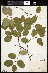 Amelanchier sanguinea image