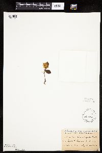 Amelanchier sanguinea image