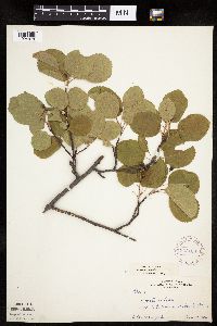 Amelanchier sanguinea image