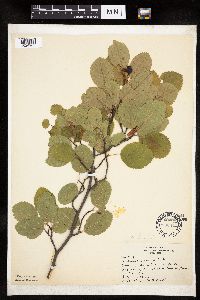 Amelanchier sanguinea image