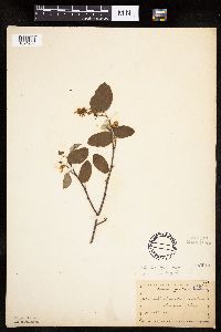 Amelanchier sanguinea image