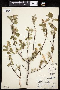 Amelanchier sanguinea image
