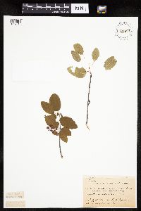 Amelanchier sanguinea image