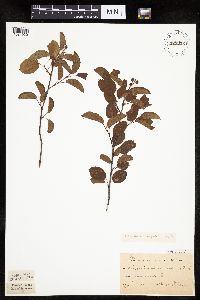 Amelanchier sanguinea image