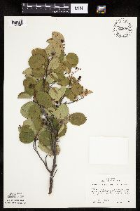 Amelanchier sanguinea image