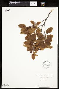 Amelanchier sanguinea image