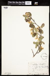 Amelanchier sanguinea image