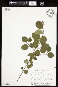 Amelanchier sanguinea image