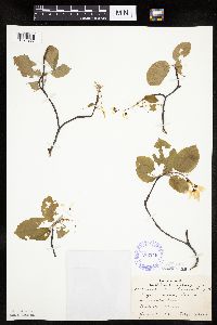 Amelanchier sanguinea image