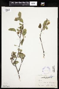 Amelanchier sanguinea image