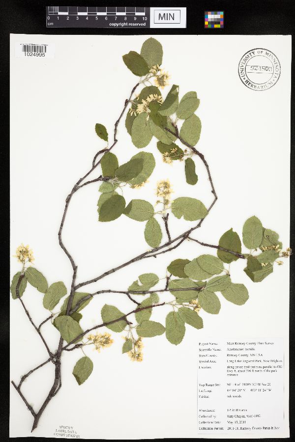 Amelanchier humilis image