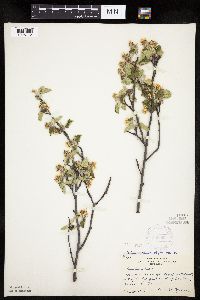 Amelanchier sanguinea x unknown image