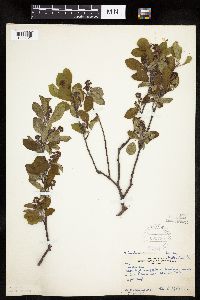 Amelanchier sanguinea x unknown image