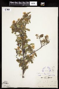 Image of Amelanchier sanguinea x unknown