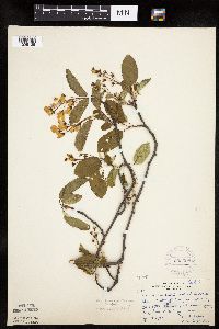 Image of Amelanchier sanguinea x wiegandii