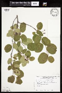 Amelanchier spicata image