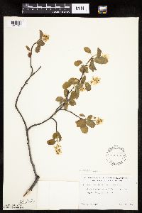 Amelanchier spicata image