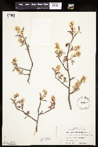 Amelanchier spicata image