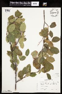 Amelanchier spicata image