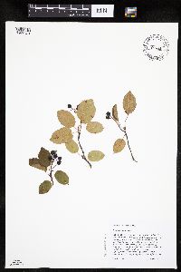 Amelanchier spicata image