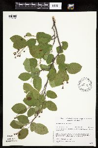 Amelanchier spicata image