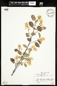 Amelanchier spicata image