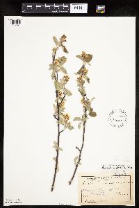 Amelanchier spicata image