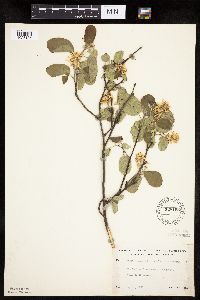 Amelanchier spicata image