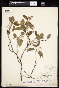 Amelanchier spicata image