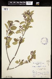 Amelanchier spicata image