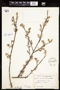 Amelanchier spicata image