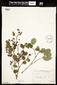 Amelanchier spicata image
