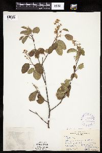 Amelanchier spicata image