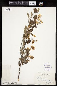 Amelanchier spicata image