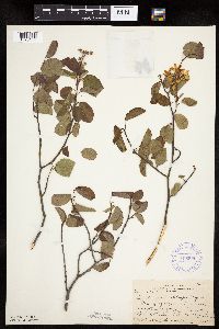 Amelanchier spicata image