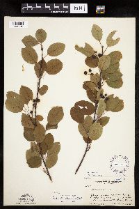 Amelanchier spicata image