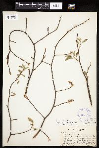 Amelanchier spicata image