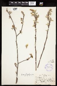 Amelanchier spicata image