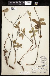 Amelanchier spicata image