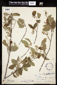 Amelanchier spicata image