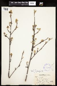 Amelanchier spicata image