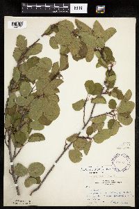 Amelanchier spicata image