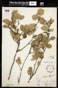 Amelanchier spicata image