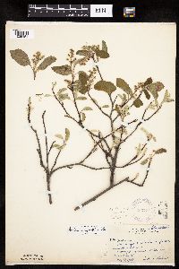 Amelanchier spicata image