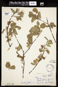 Amelanchier spicata image