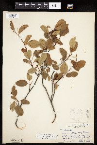 Amelanchier spicata image
