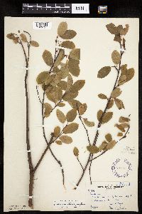 Amelanchier spicata image