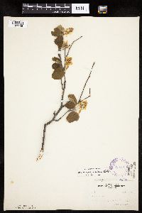 Amelanchier spicata image